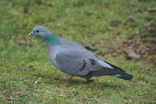 Stock dove